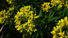 Euphorbia palustris