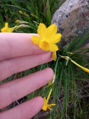Narcissus jonquilla
