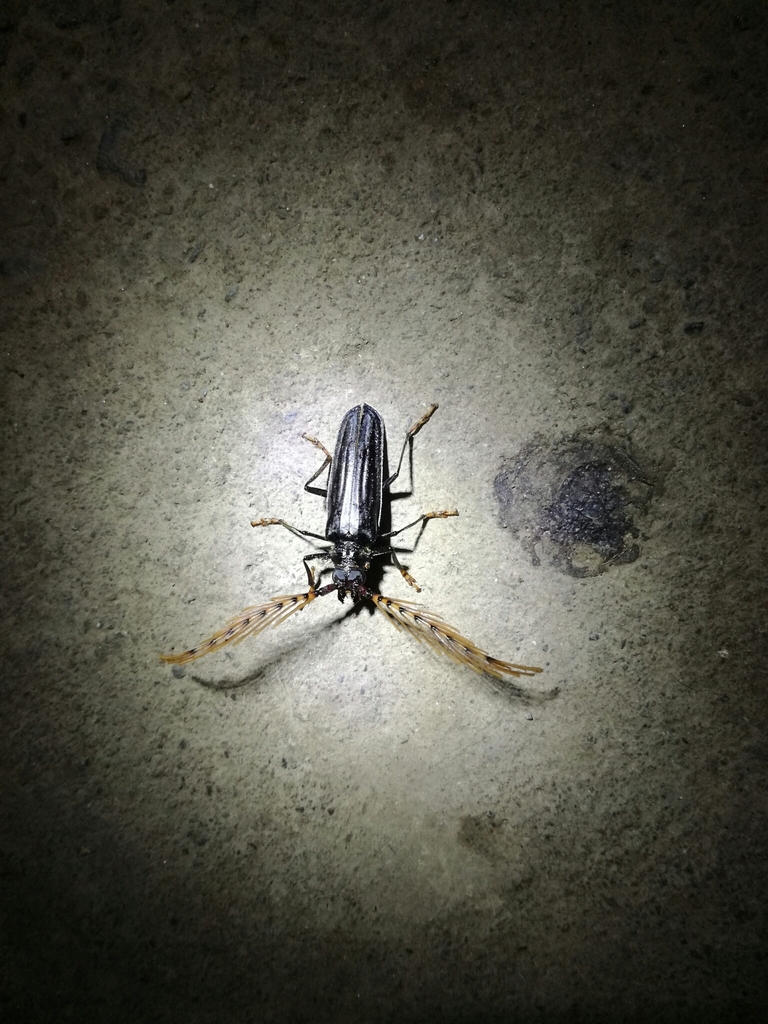 Sarifer