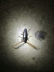 Sarifer flavirameus