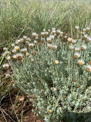 Helichrysum argyrolepis