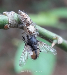 Hyllus semicupreus