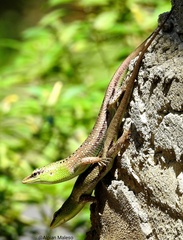 Emerald Skink photo 4