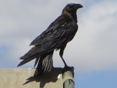 Corvus edithae