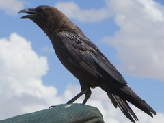 Corvus edithae