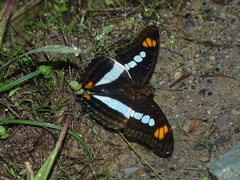 Adelpha serpa