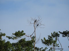 Basilornis galeatus