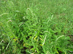 Axyris amaranthoides