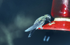 Lampornis