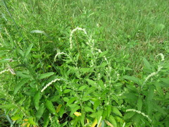 Axyris amaranthoides