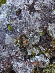 Saxifraga cespitosa