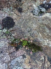 Saxifraga cespitosa