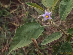 Solanum incanum