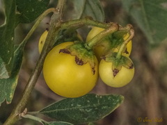 Solanum incanum