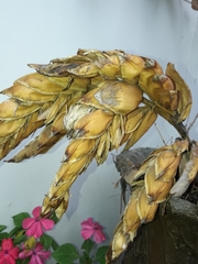 Guzmania gloriosa
