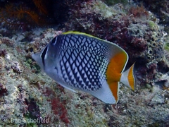 Chaetodon xanthurus