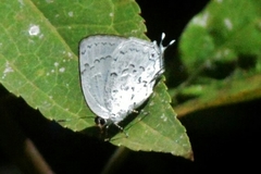 Ostrinotes sophocles