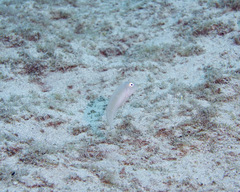 Cymolutes lecluse