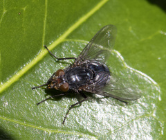 Calliphora vicina