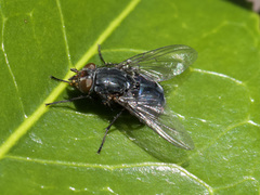 Calliphora vicina