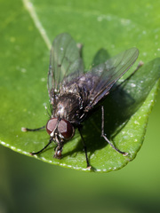 Muscidae