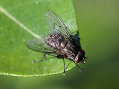Muscidae