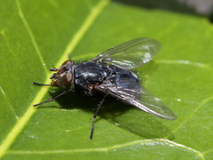Calliphora vicina