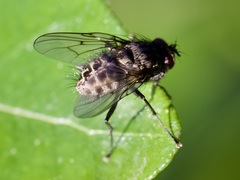 Muscidae