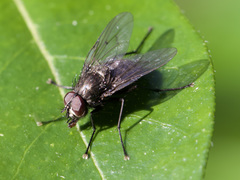 Muscidae