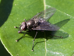 Muscidae