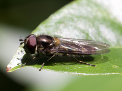 Meliscaeva auricollis