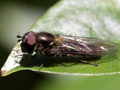 Meliscaeva auricollis