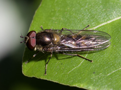 Meliscaeva auricollis