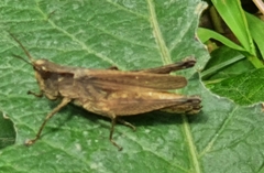 Acrididae