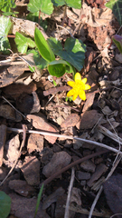 Ficaria verna
