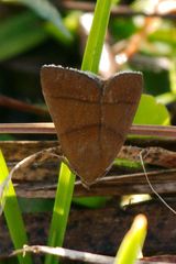 Argyrostrotis quadrifilaris