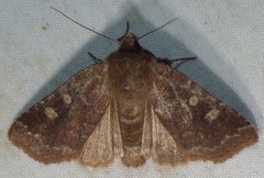 Cerastis tenebrifera