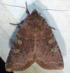 Cerastis tenebrifera
