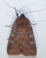 Cerastis tenebrifera