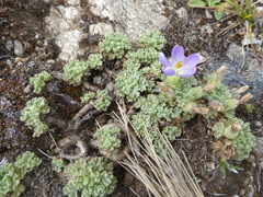 Nototriche obtusa