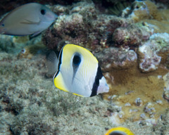 Chaetodon unimaculatus