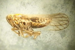 Javesella pellucida