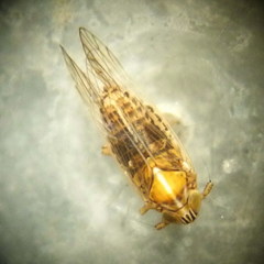 Javesella pellucida