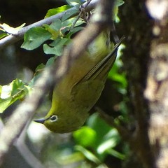Zosterops pallidus