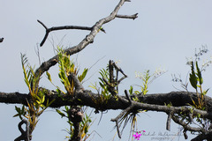 Dendrobium antennatum
