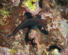 Cirripectes vanderbilti