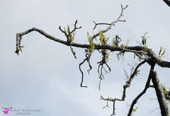 Dendrobium antennatum