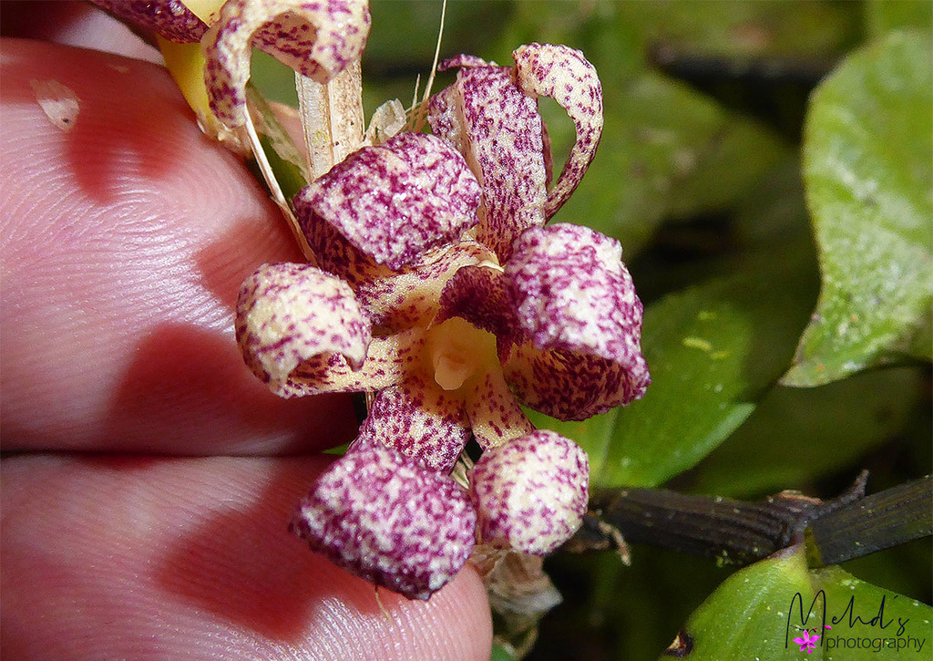 Dendrobium falcatum J.J.Sm.