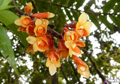 Dendrobium subclausum