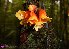 Dendrobium subclausum